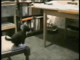 cat_jump-miss.gif