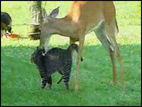 deer_grooms_cat.gif