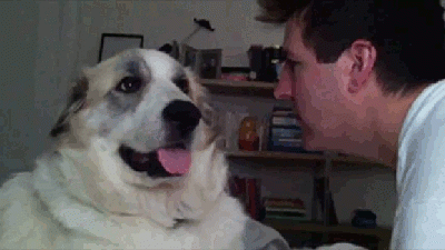 dog-slap-gif.gif