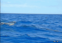 dolphin_spin.gif