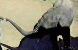 elephant_vs_ostrich.gif