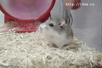 hamster_spin.gif