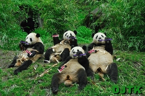 panda-bears-brushing.gif