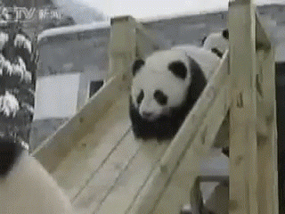 panda_slide.gif