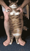 truffle-shuffle-cat.gif