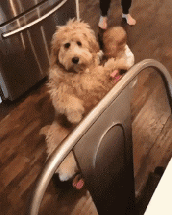 baby-pushing-around-golden-doodle-dog-in-baby-caridge.gif