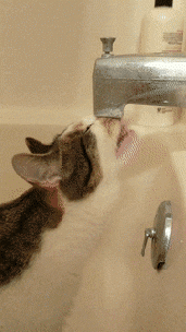 cat-drinking-water-from-bath-tub.gif