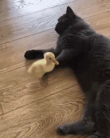 cat-kicks-duckling.gif