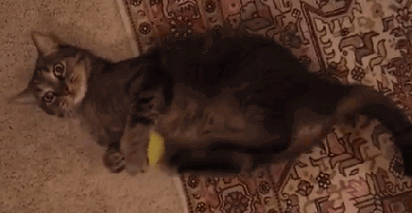 cat-playing-footsies-with-tennis-ball.gif