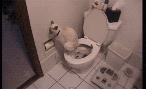 cat-pooping-on-toilet-like-a-person.gif