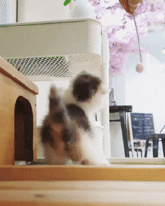 cute-baby-kitten-playing.gif