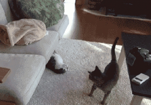 cute-cat-hug.gif