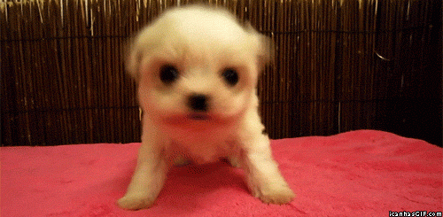 cute-puppy-shake.gif