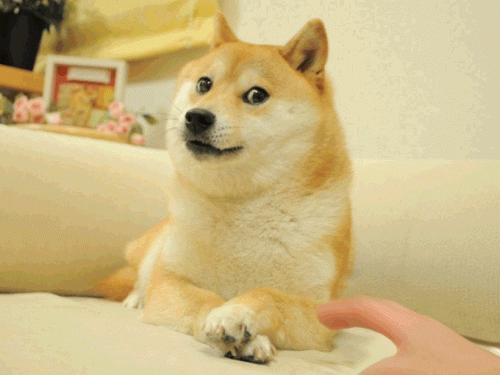 dont-touch-dogeb97b7538a2fb6ab2.gif