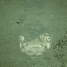 stonefish.gif