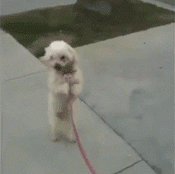 white-walking-pooch.gif