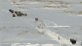 wolves-hunting-bison.gif